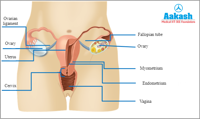ovaries-function-layers-disorders-neurovascular-supply-aesl